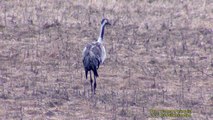 TRANA  Common Crane  (Grus grus)  Klipp - 631  S - 30