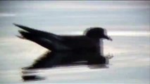 Leach's Storm Petrel (Oceanodroma leucorhoa)