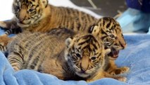 2-week-old Sumatran tiger cubs