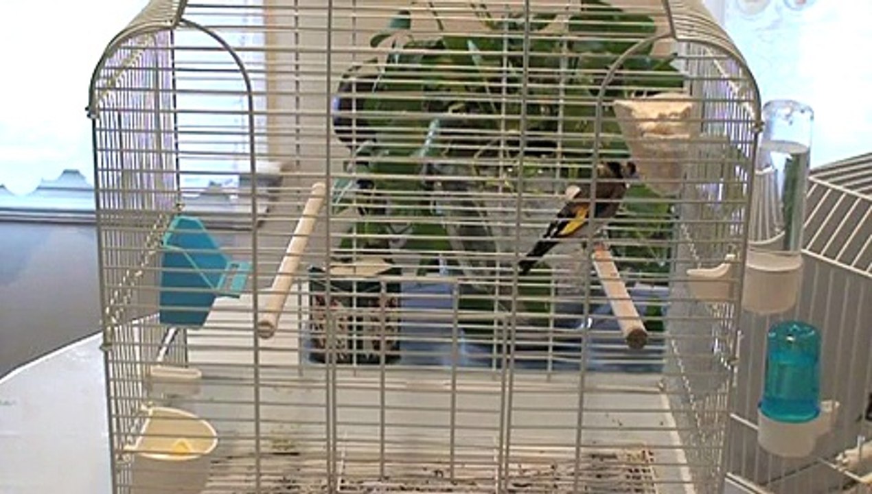 C.carduelis parva -001