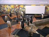 Bez komentāriem: Rīgas ZOO ierodas 17 pingvīni