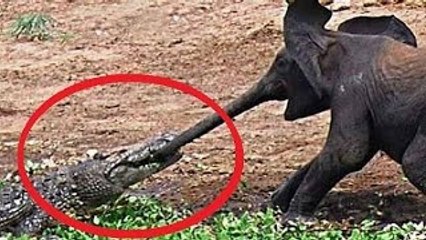 Top 5 Most Dangerous Rivers in The World