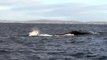 Two Humpbacks Whales courting a female off Baltimore in Ireland.m2ts