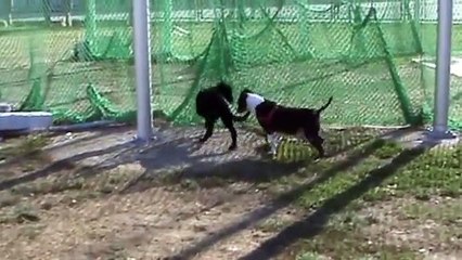 Pitbull(tyra) vs sokak köpeği
