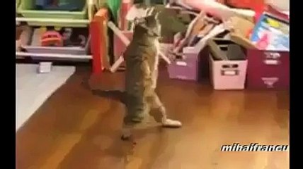 Cats are Amazing Creature