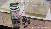 Artémia salina - Elevage facile: Maintenance et entretien - croissance sur 12 jours