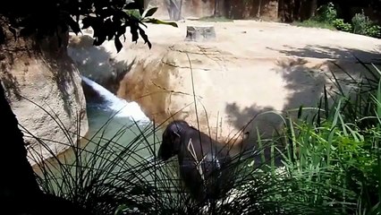 Baby Elephant Bath Time (HD)