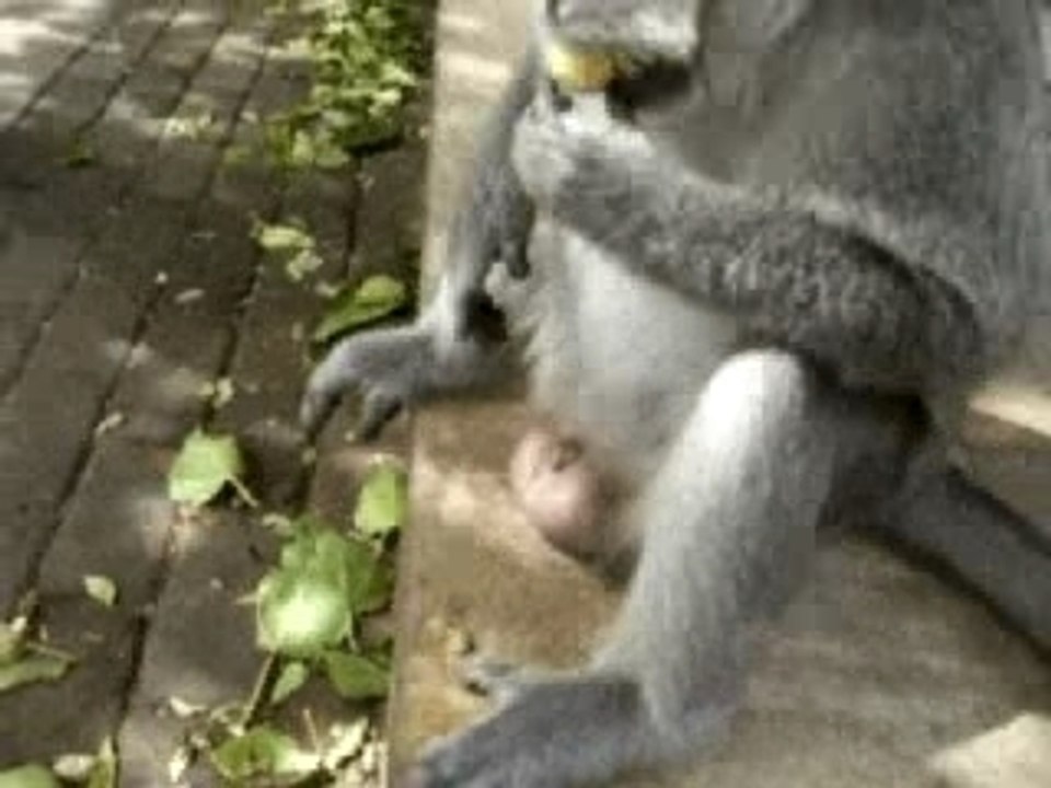 Monkey Master