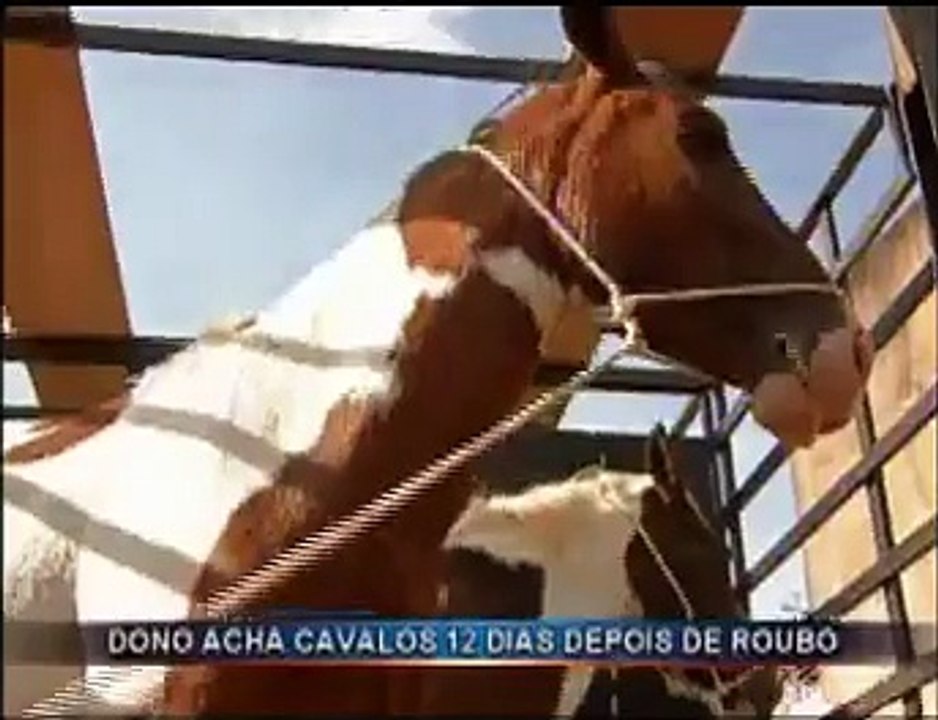 Roubo de cavalo