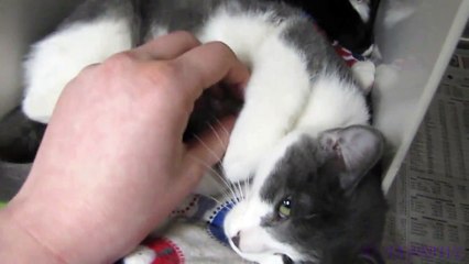 Oscar and Felix the Purr Machine Kittens - Adopted!