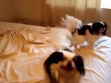 Japanese Chin welcome home