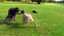 Kurdish Kangal & Irish Wolfhound