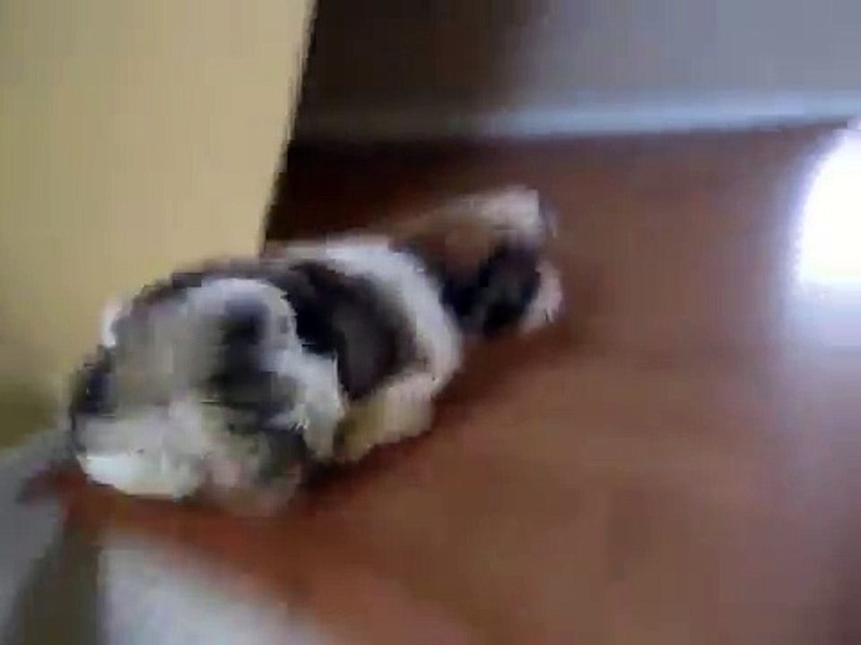 Shih Tzu Puppy Training Time