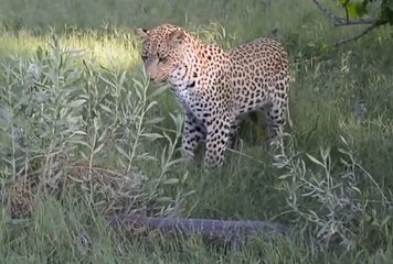 Dev Kertenkele Leopara Saldırdı