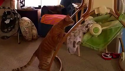 Le plus gentil Chat de la Terre berce un bébé ! Tellement mignon !