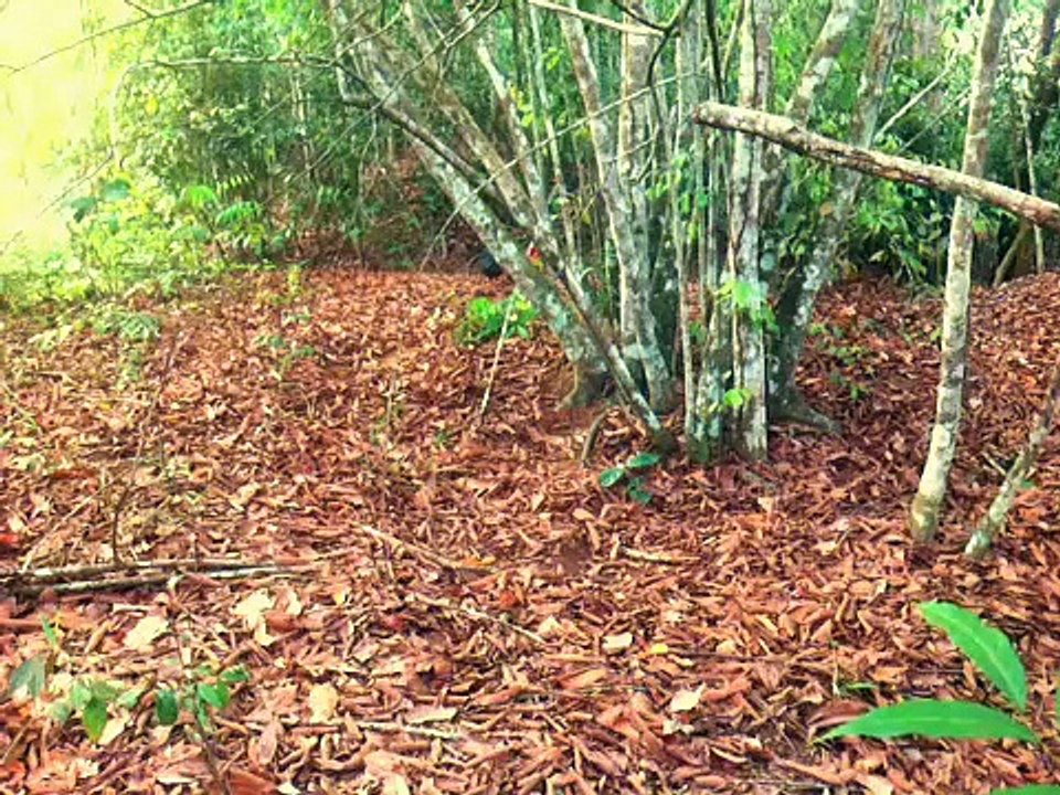 Pikat ayam hutan (dunhill)