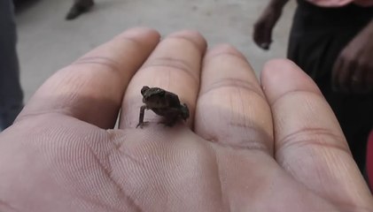 Dünyanın En Küçük Kurbağası