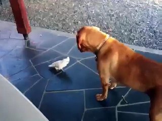 Cockatoo bullies dog