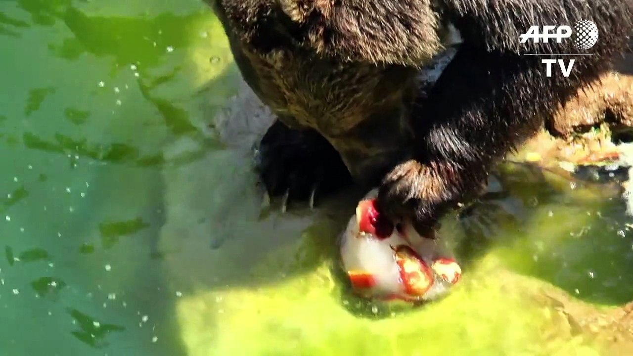 Affen-Eis gegen Affenhitze