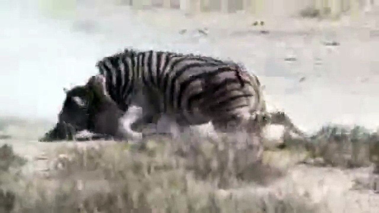 Lion Vs Zebra