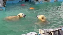 ホッキョクグマ 男同士の戦い ~Polar Bears Fighting~
