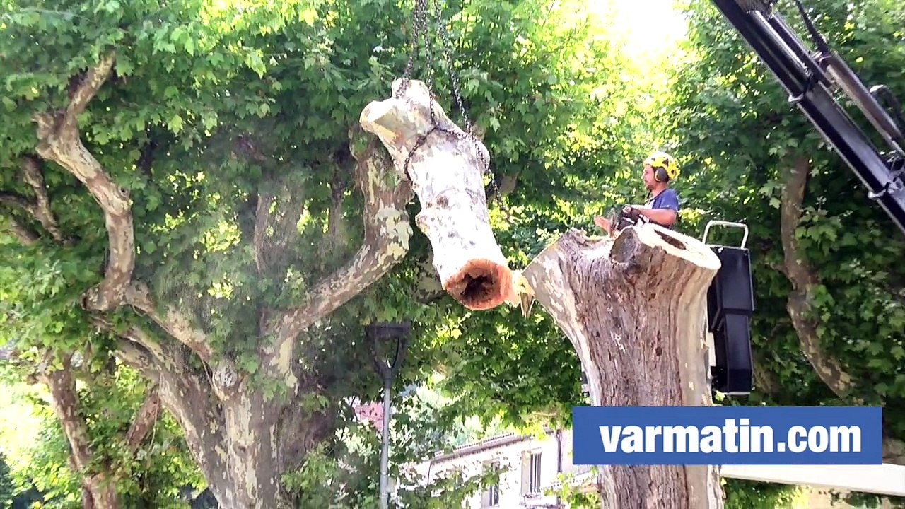 Un mois après le drame, dix platanes vont être abattus à Solliès-Toucas