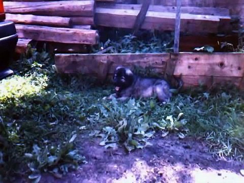 odg. Sarplaninaca - Ilijas - Bosna i Hercegovina (Anes Treli)