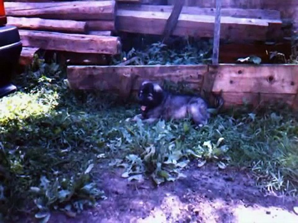 odg. Sarplaninaca - Ilijas - Bosna i Hercegovina  (Anes Treli)