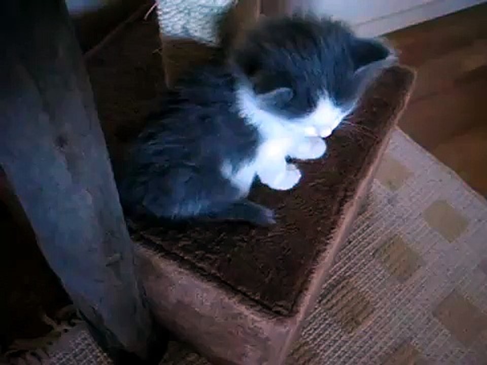 Our kitten elli is tired