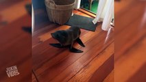 Seal Breaks Into Home
