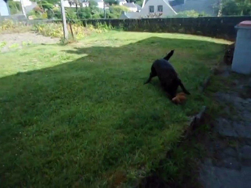 MOV05131 Cachou joue dans le jardin