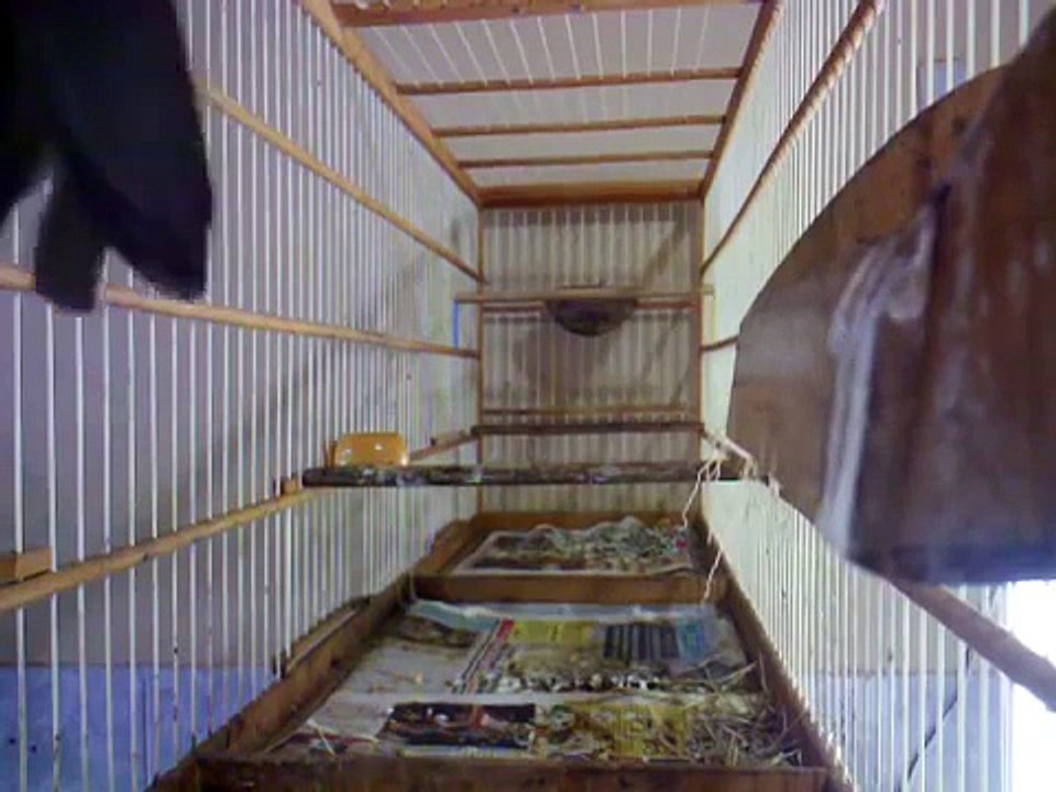 Femea de trinca ferro fogoza