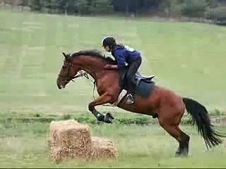 Horse Jumping
