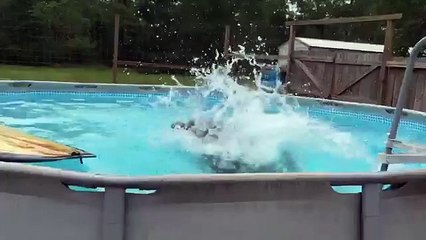 Video del oso más feliz del mundo se vuelve viral