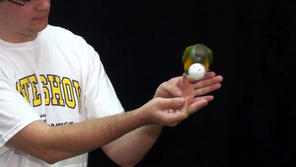 Parrots Play Flighted Fetch