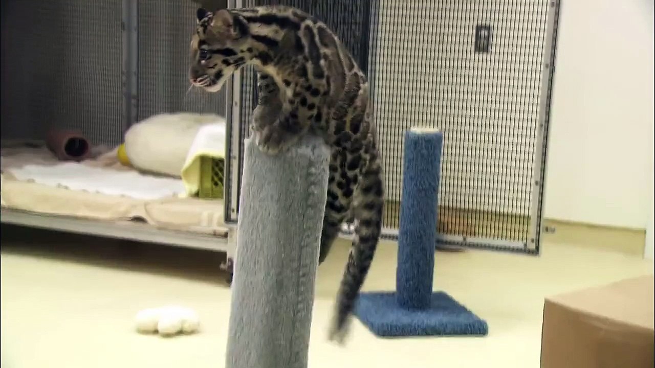 Cute Clouded Leopard Cubs Pounce and Play