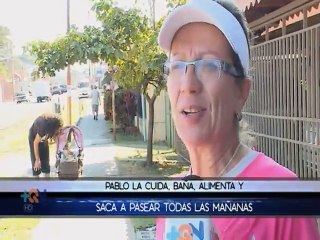 Conozca la historia de una mascota con parálisis en sus extremidades