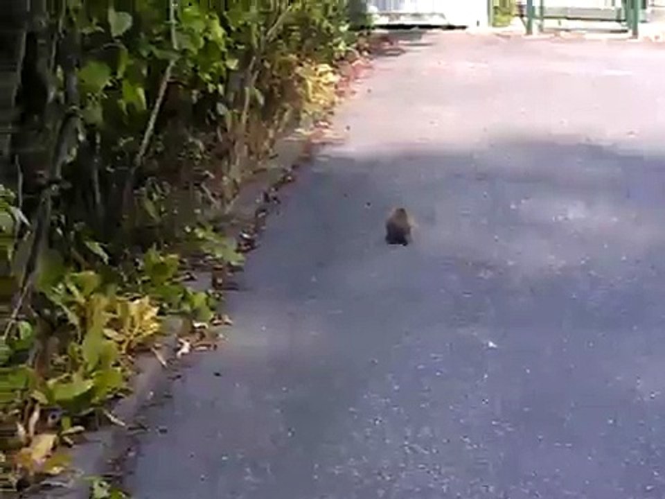 Der räudige Igel Rüdiger