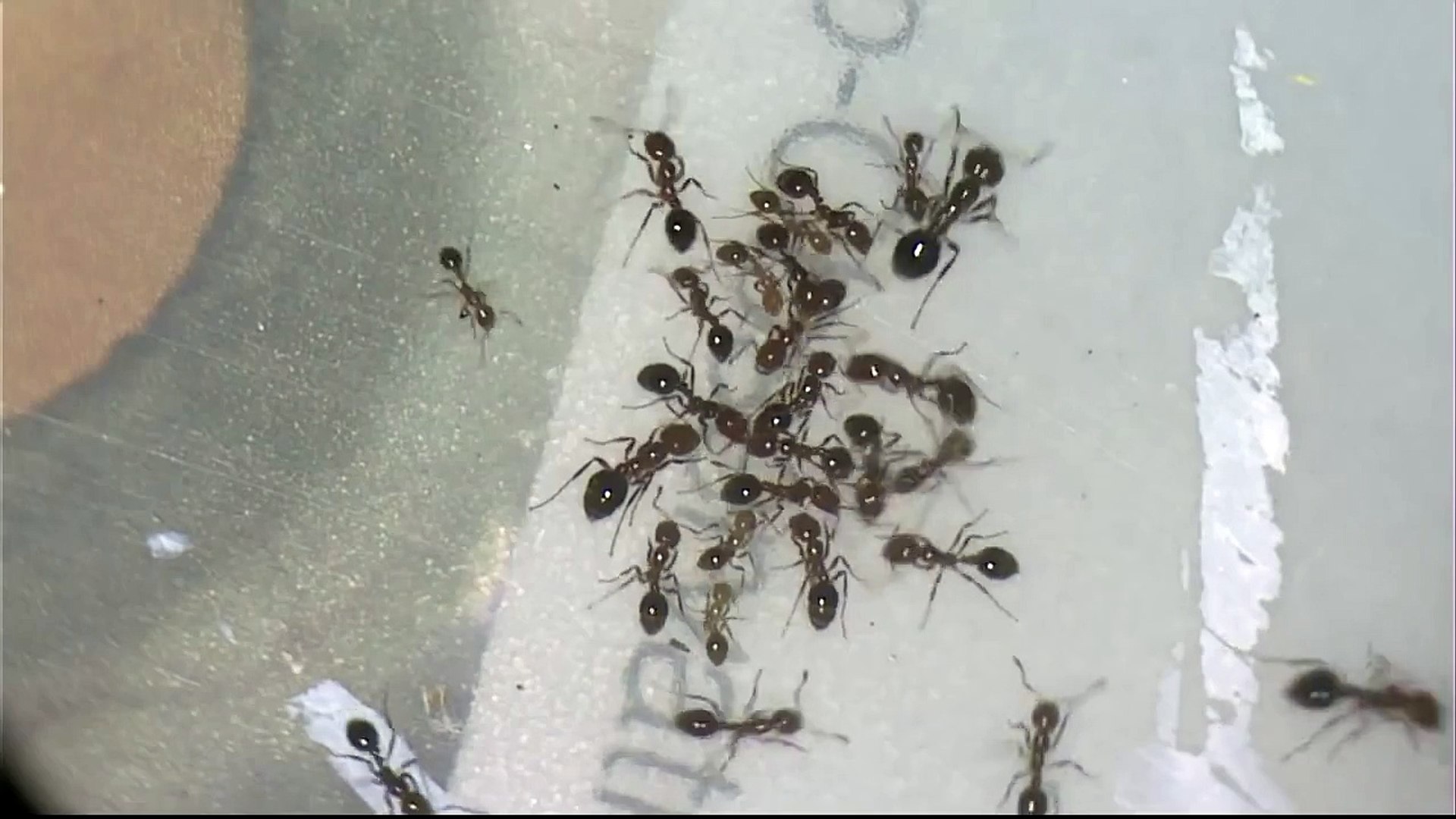 ⁣Fire ants vs. Rasberry Crazy Ants