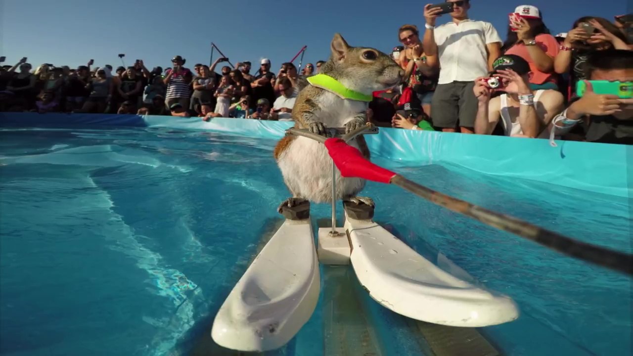GoPro : Ecureuil en ski nautique