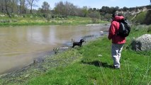 Perro de Agua Español, Bertín con 6 meses disfrutando del agua