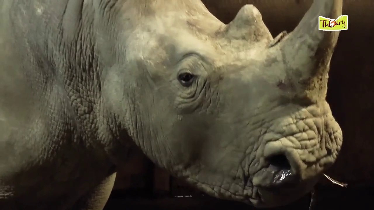 Découvrez les Instants Privilèges avec les géants de la réserve (Girafes, Rhinoceros, Eléphants) !