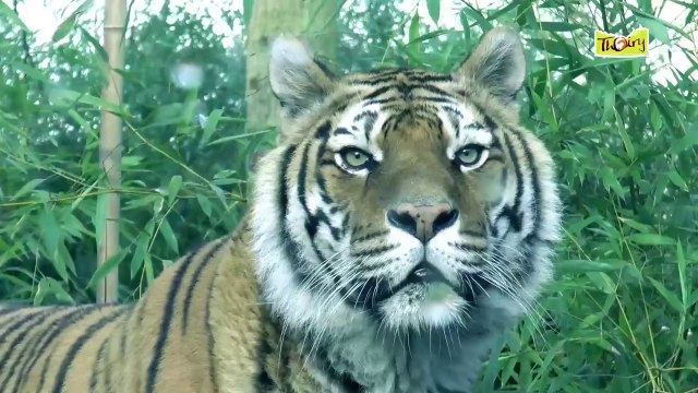 Découvrez les Instants Privilèges avec les Felins