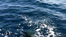 Delfine in der Adria, beim Segeln in Kroatien