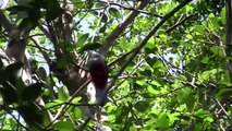 AVES  DE CUBA (BIRDS OF CUBA)  :TOCORORO;COTORRAS;BEEHUMMINBIRD