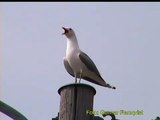 FISKMÅS  Common Gull  (Larus canus)  Klipp - 257