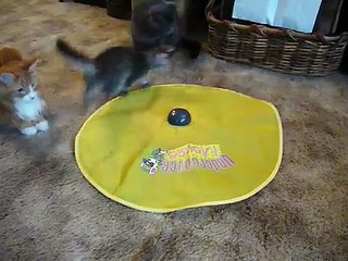 New "Undercover Mouse" Interactive Cat Toy Pt 2