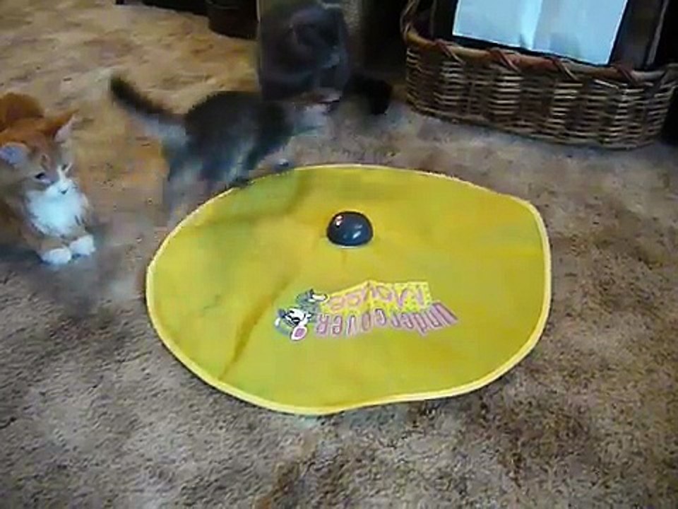 New "Undercover Mouse" Interactive Cat Toy Pt 2