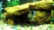 My 46 Gallon Bow Front Freshwater Fish Tank