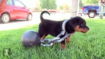 Rottweiler Puppy Gets The Ol' Ball And Chain! - Puppy Love